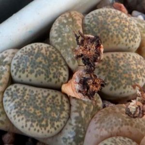 1731.58 MG lithops terricolor Prince Albert C 134