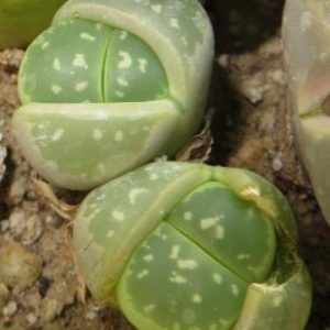 lithops olivacea c 109