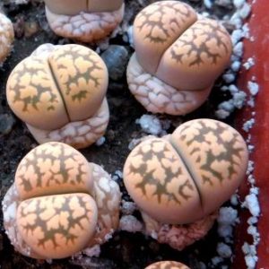 lithops karasmontana bella
