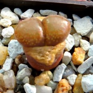 conophytum verrucosum CM 142