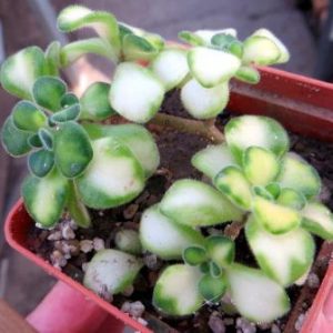 aeonium mini variegata