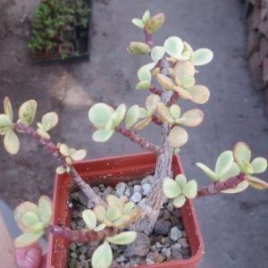 portulacaria afra variegata