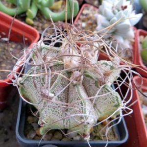 astrophytum capricorne weisse stachel