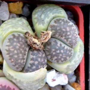 lithops salicola