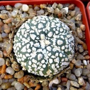 astrophytum asterias v type