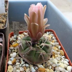 405.01 VG gymnocalycium rhodantherum куб 7 см