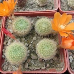 aylostera azurduyensis