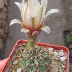gymnocalycium erinaceum