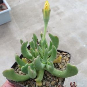 rhombophyllum nelii
