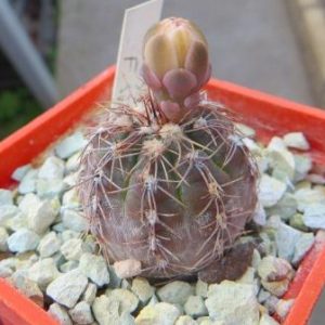 gymnocalycium taningaense P 212