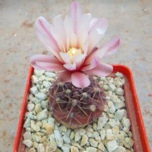 Gymnocalycium terweemeanum GN 81-203