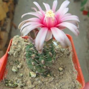 gymnocalycium baldianum