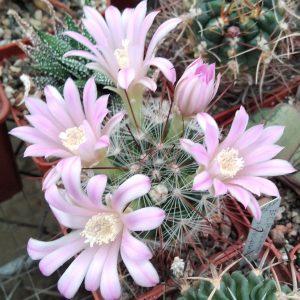 Mammillaria longiflora -s