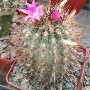 Neoporteria subgibbosa v.castaneoides -MG-