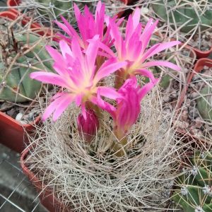 Neoporteria  senilis -s