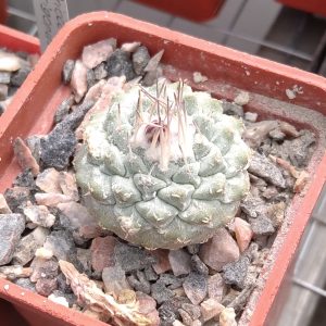 Strombocactus discoformis +плод с семенами! -s