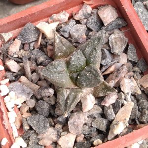 Ariocarpus lloydii -s