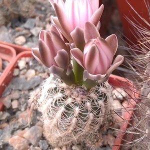 Gymnocalycium bruchii -s
