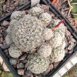 Sulcorebutia mentosa-albissima JD21815 -