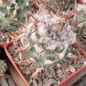 Turbinicarpus klinkerianus SB275 -