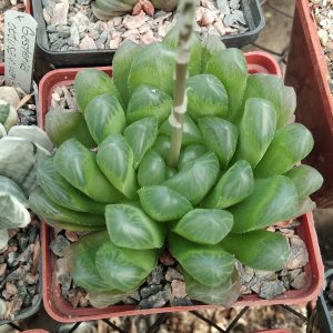 H. cooppery v. dielsiana -сіянець-