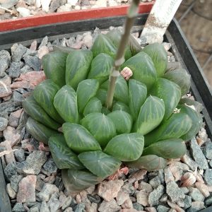 Haworthia cooppery v. dielsiana -сіянець-