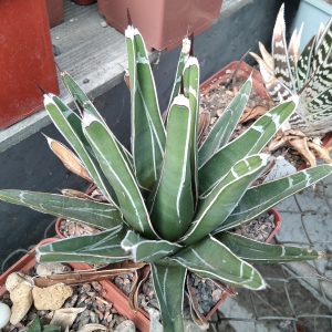Agave victoriae-reginae