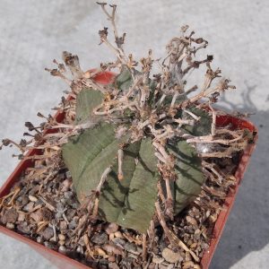 Euphorbia obesa x valida -