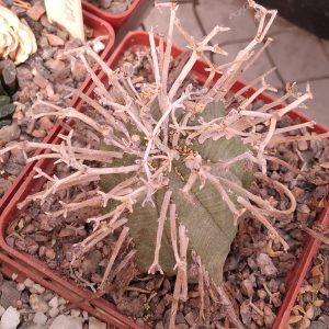 Euphorbia obesa x valida -