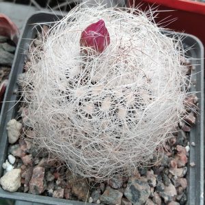 Neoporteria  senilis -super white form- s