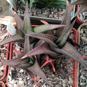 Haworthia nigra v. coriacea -