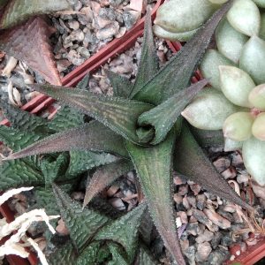 Haworthia nigra v. angustata -s