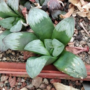 Haworthia  cv."Biakuya Mutica"