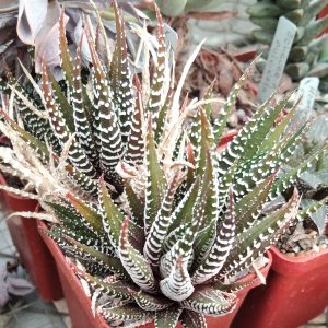 Haworthia fasciata f. "Zebra"-детки-