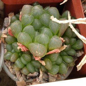 Haworthia coopperi v. pilifera -s