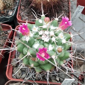 Mammillaria obscura SB6 -s