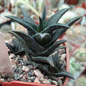 Haworthia nigra v. nana -побеги-