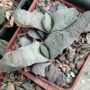 Gasteria spec. nova -s