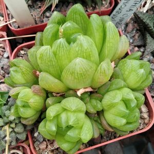 Haworthia v. cymbiformis incurvula -побеги-