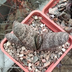 Gasteria hybr.- s