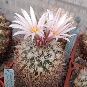 Gymnocactus saueri ssp. nelisae -PP-