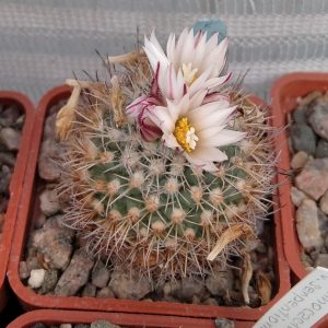Gymnocactus saueri ssp. verduscoi MZ656