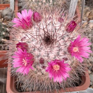 Mammillaria lindsayi v. rubriflora -seeds-семена-