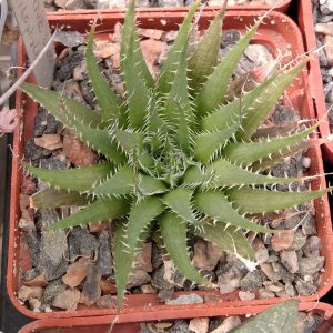 Haworthia xylophylla -s