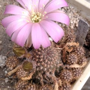 Lobivia wrightiana WR396 -Piltz-детки-