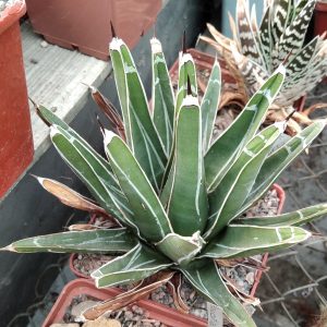 Agave victoriae-reginae -L.Bercht- big form-