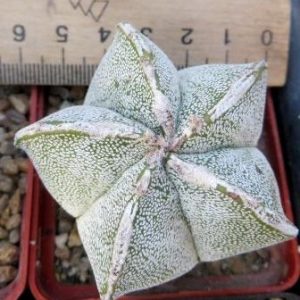 astrophytum onzuka Tay