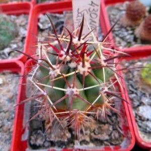430 MG ferocactus santa maria