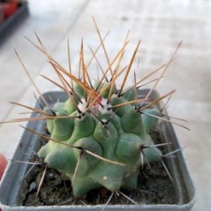thelocactus lophothele