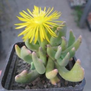 rhombophyllum nelii